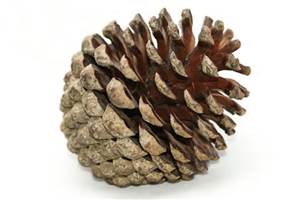 Evil evil pinecone.